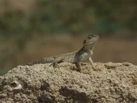 Hardoen Cyprus [Stellagama stellio cypriaca]